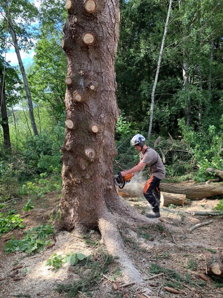 Baumfällung_Baumpflege_Thomas_Rist